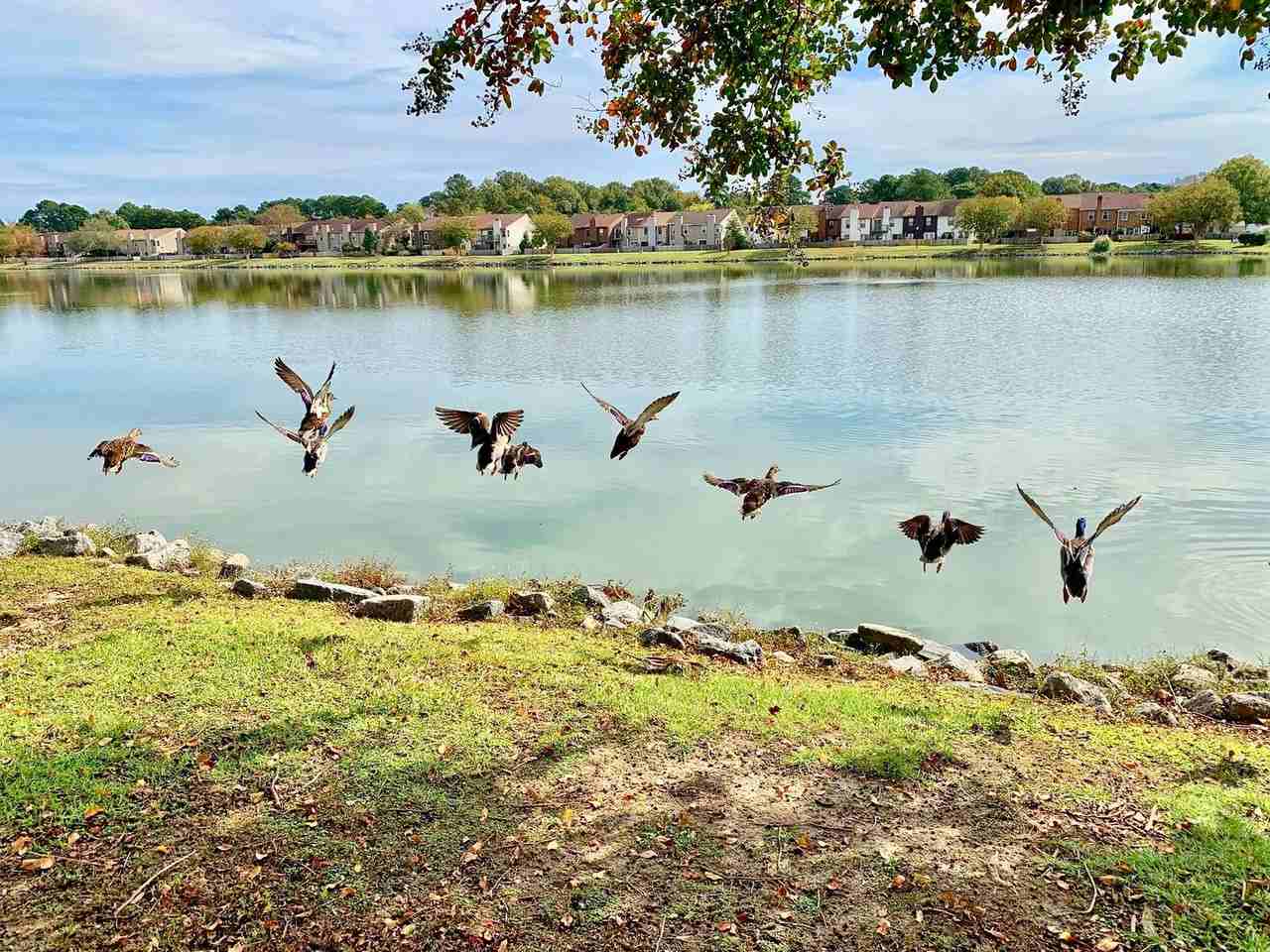 4813 Ashbury Ln - Photo 4 of 50