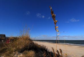 featured image of 2016 E Ocean View Ave