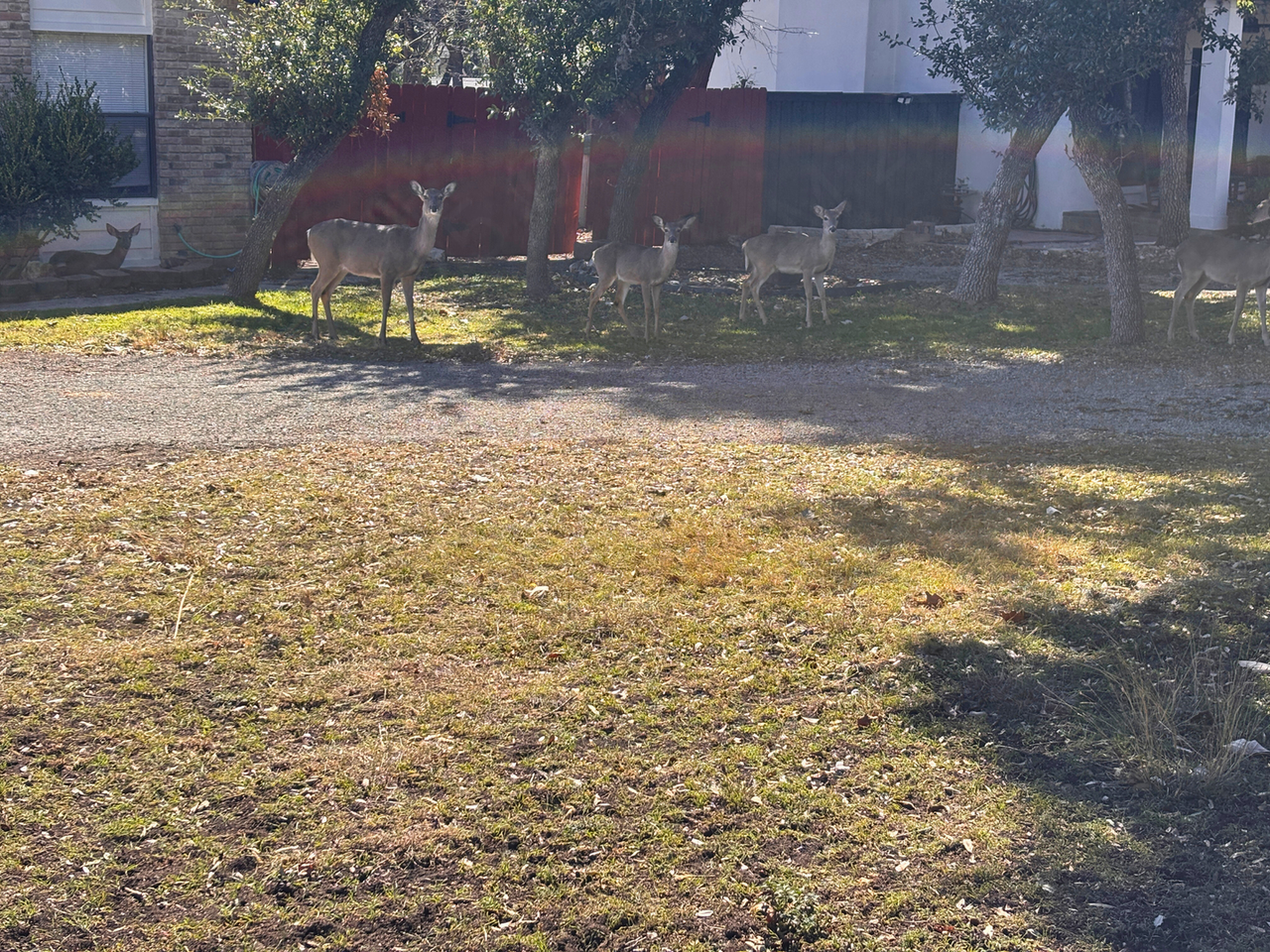 514 Fossel Pass St - Photo 4 of 25