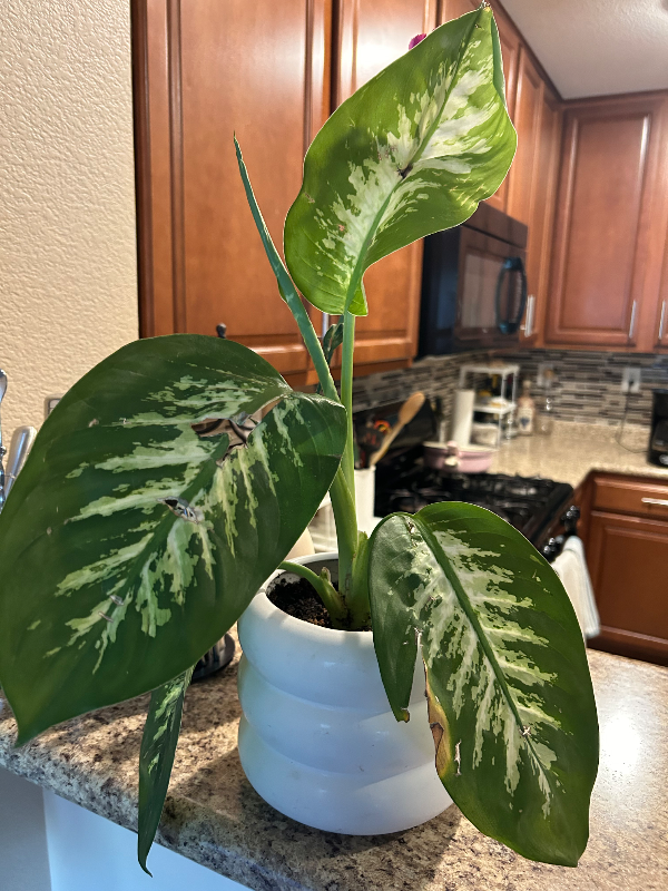 3184 Mist Effect Ave - Photo 6 of 6