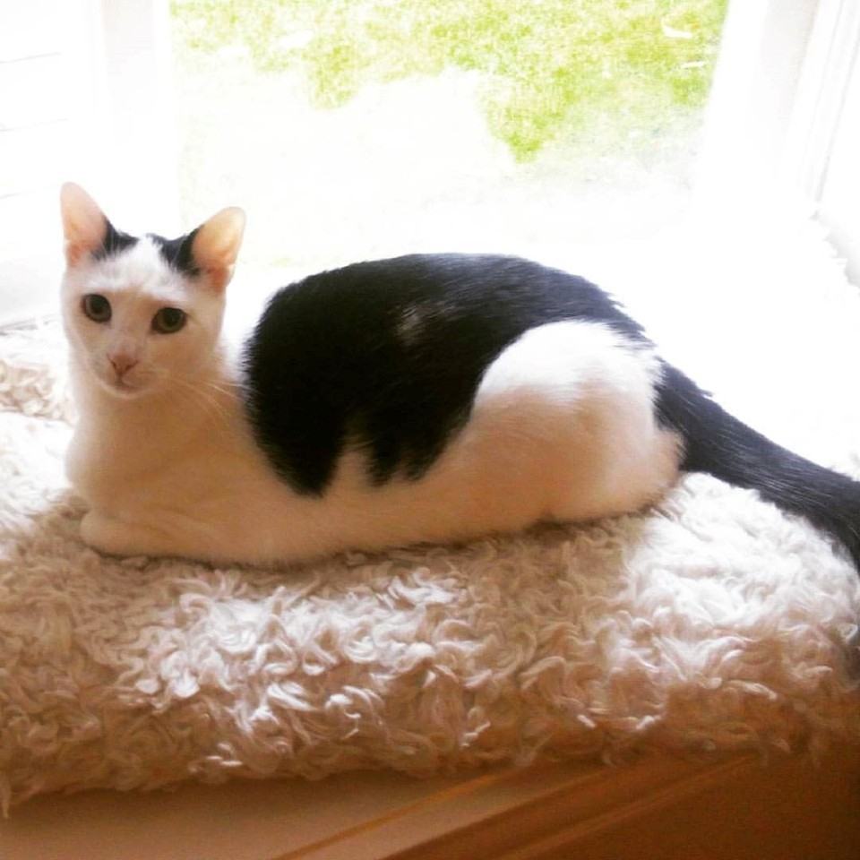 Broadmoor Manor - Photo 5 of 50