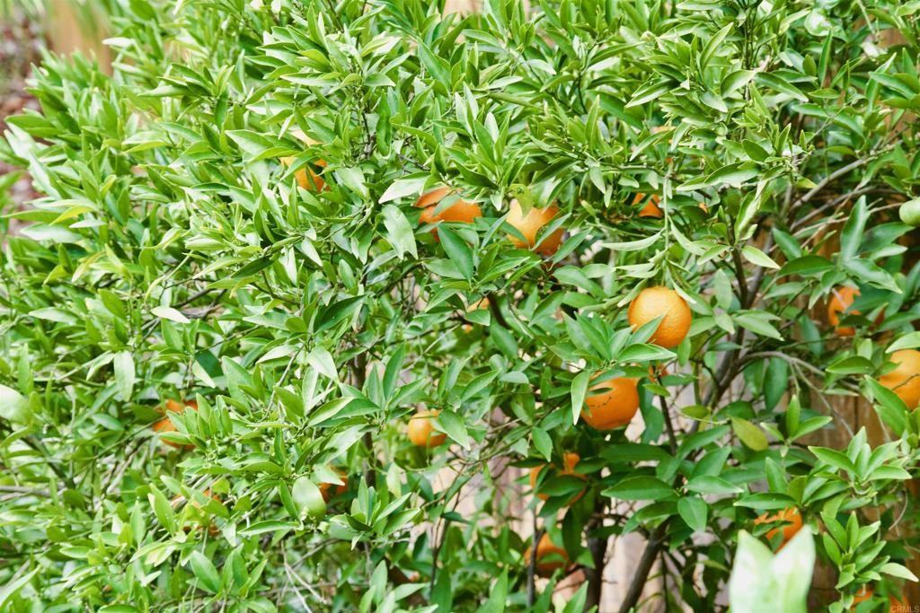 12156 Via San Loreno #12156 - Photo 3 of 25