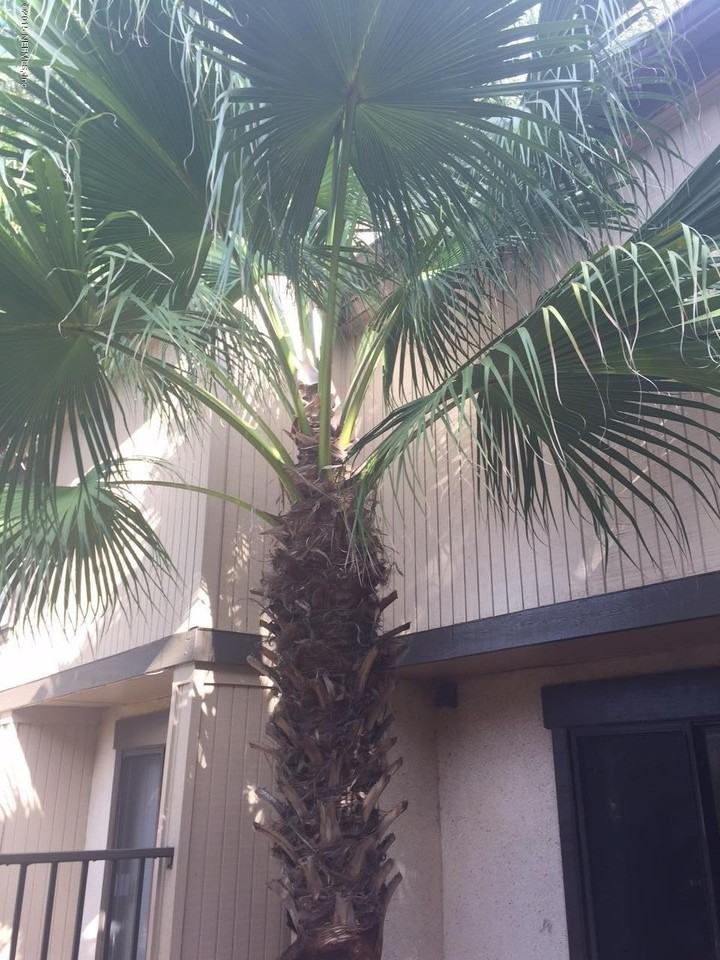 7703 Las Palmas Way Unit 176 #176 - Photo 6 of 34