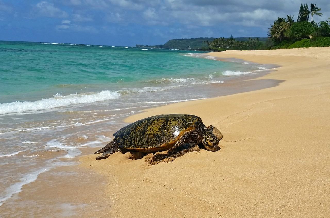 68-434 Farrington Hwy Apt G #NA - Photo 3 of 20