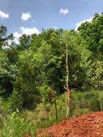 featured image of Lot 1 Wolf Dam Road #NA