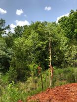 Lot 1 Wolf Dam Road #NA - Photo 1 of 1