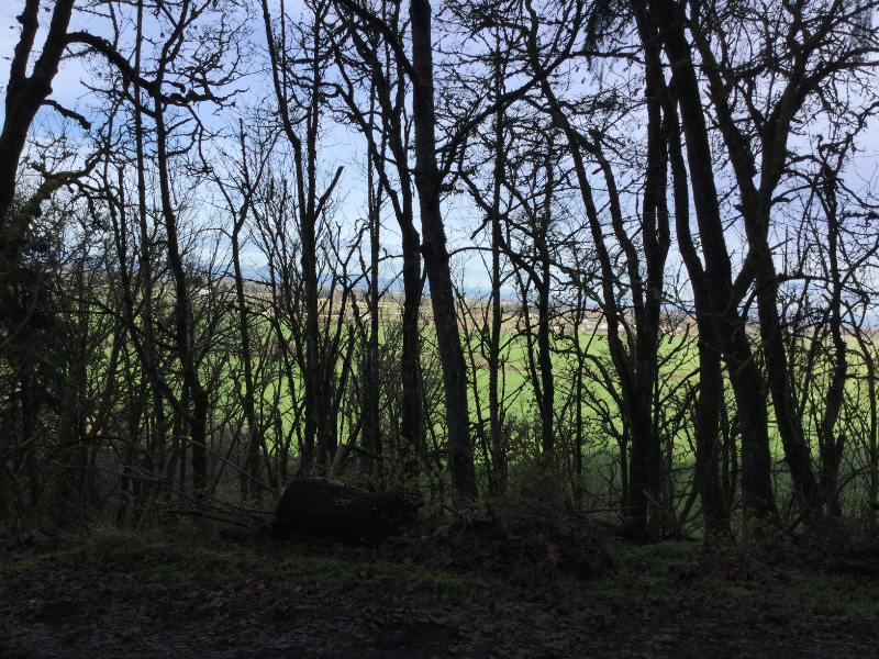 33125 Cleo Ave #GATE - Photo 4 of 8