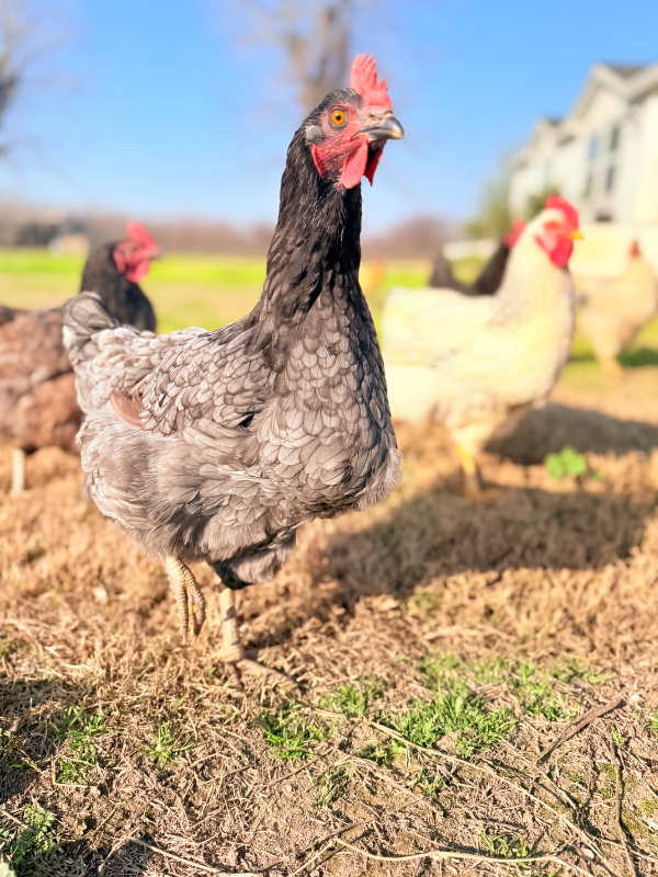 14621 16th Ave - Photo 2 of 20