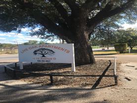 Live Oak - Photo 1 of 1