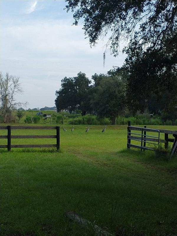 7090 Se 181st Ct - Photo 2 of 19