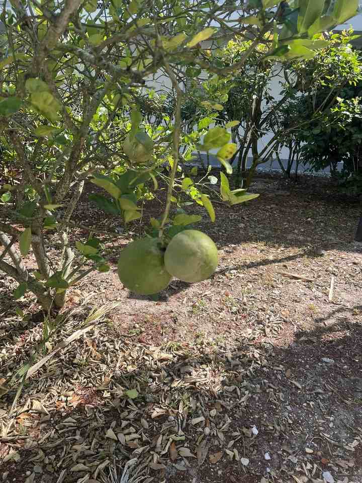 2302 Sunrise Blvd - Photo 4 of 33