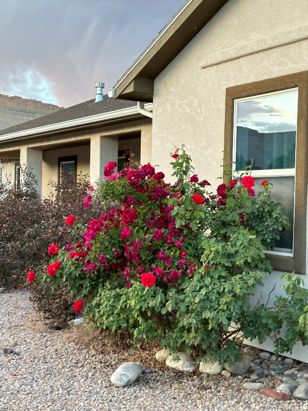 883 Vineyard Ave - Photo 3 of 18