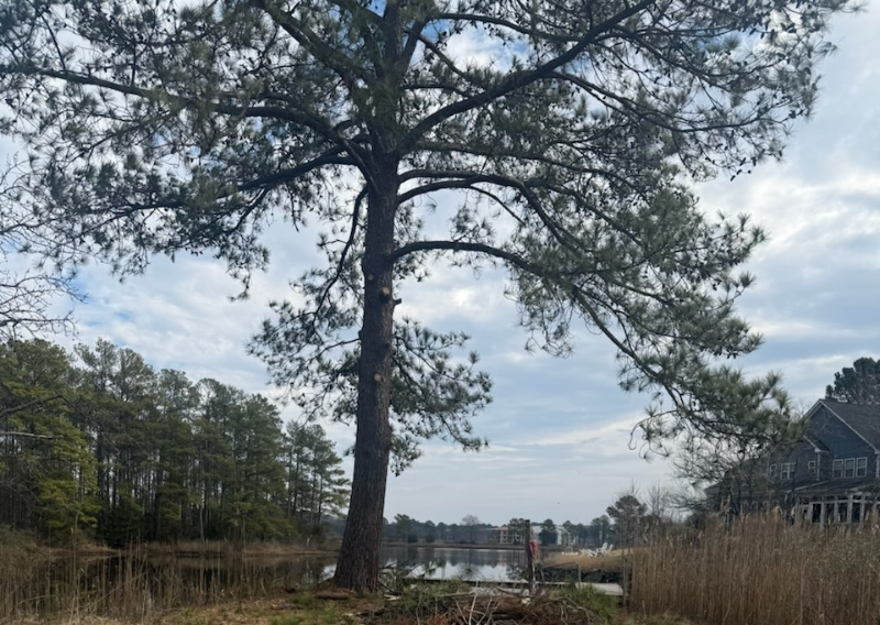 1732 Rockwood Dr - Photo 3 of 9