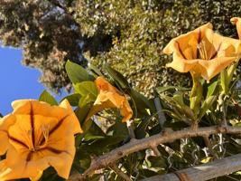 featured image of 5183 Topanga Canyon Blvd #NA