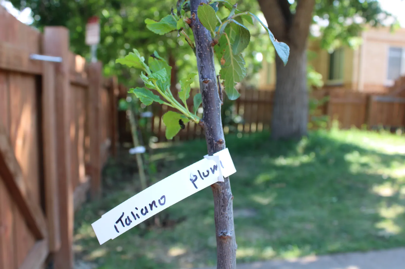 1531 Willow St - Photo 5 of 20