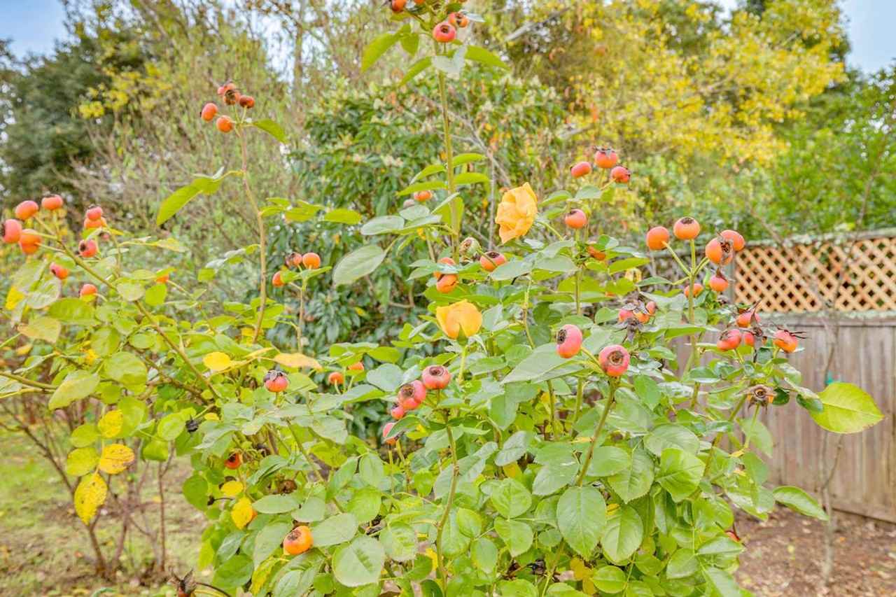 158 Sierra Pl #1386261P - Photo 4 of 30