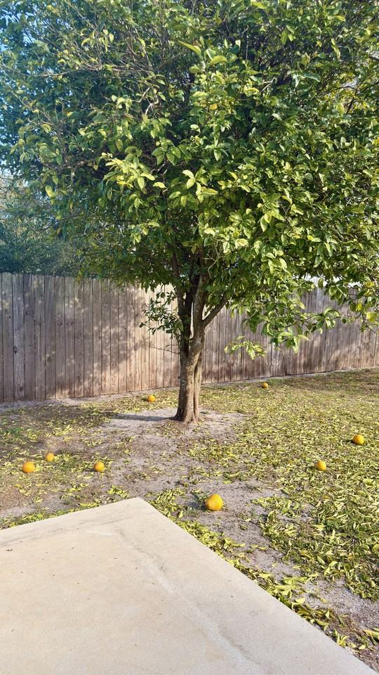 6910 Corkwood Rd - Photo 4 of 12