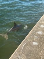 featured image of 464 N Paula Dr #106