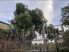 featured image of 605 Callekm 3.3 Bo Vivi Arriba