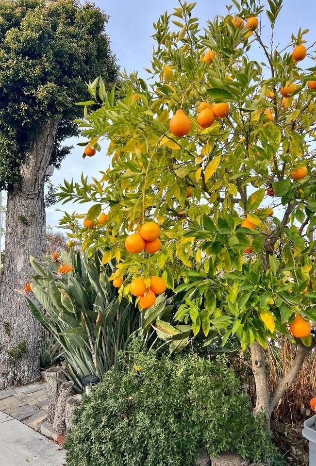 801 Betlin Ave - Photo 6 of 17