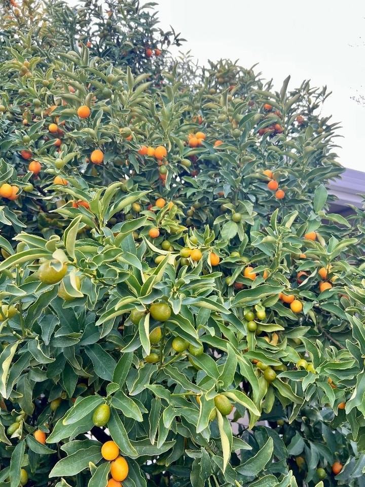 801 Betlin Ave - Photo 7 of 17