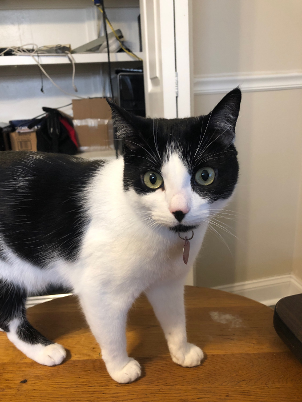 115 S Lois Ave #203 - Photo 3 of 12