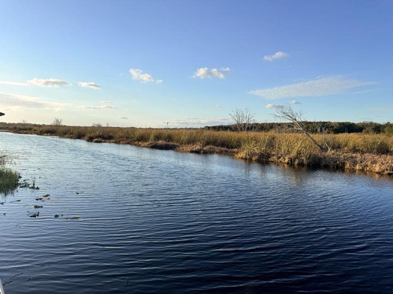 509 Blue Cypress Dr - Photo 3 of 24