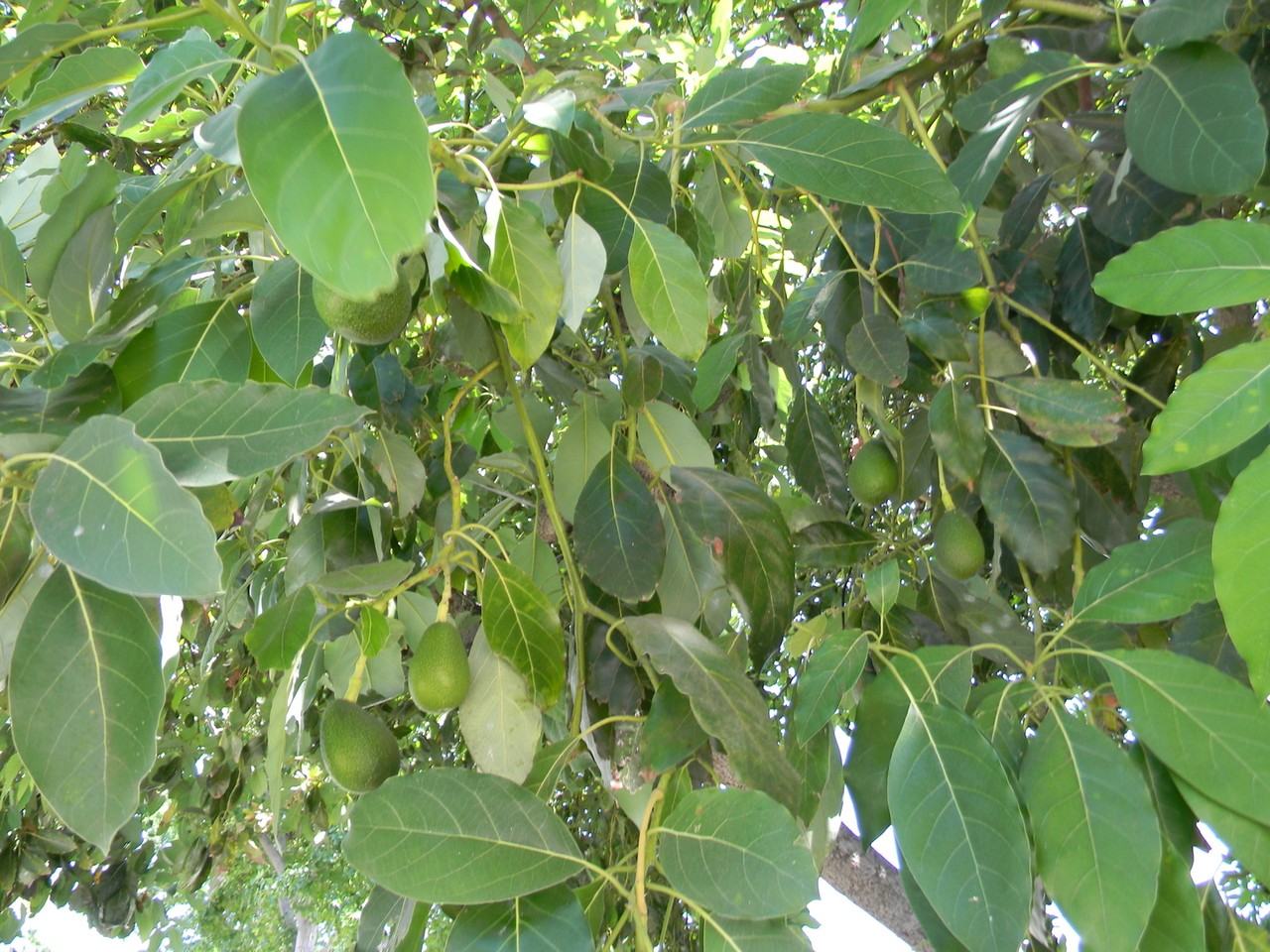 1342 E Maple Ave - Photo 3 of 18