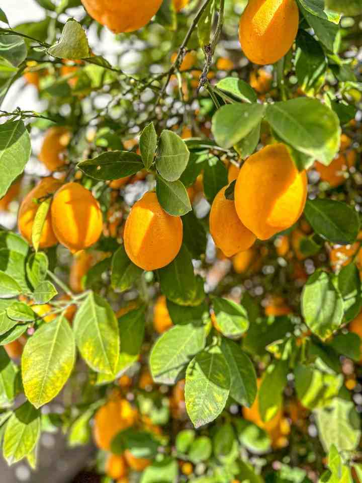 4690 Williams Rd - Photo 7 of 12