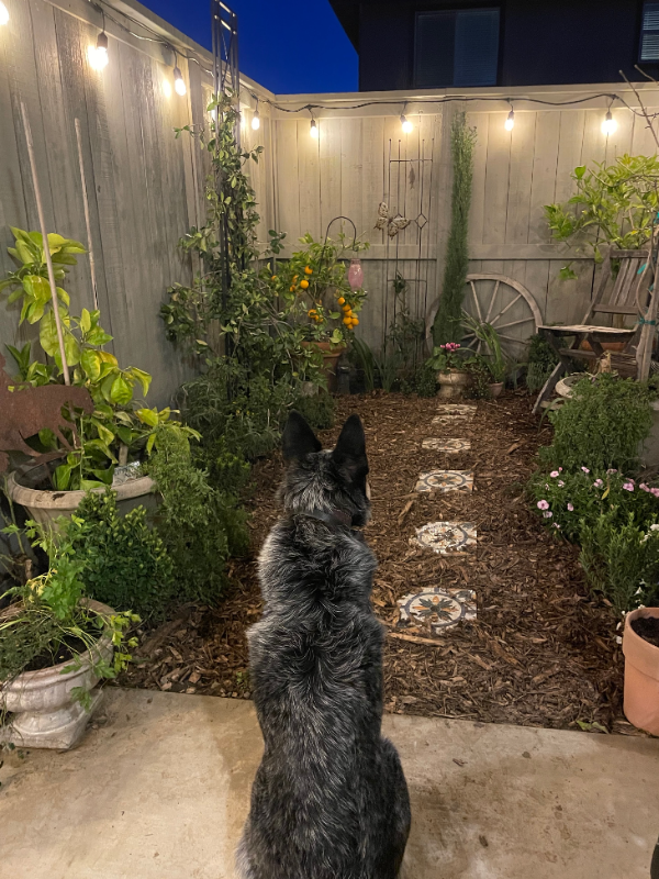 2216 1/2 Motta St #ADU - Photo 3 of 13