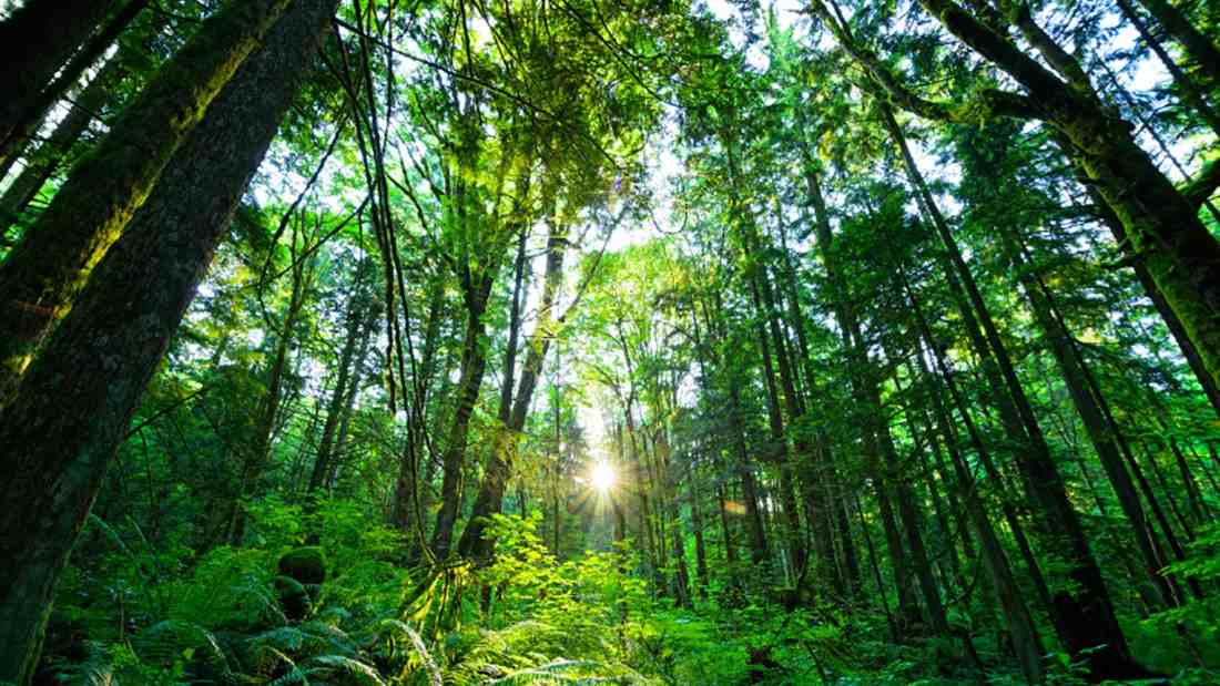 Rideau Towers - Photo 6 of 8