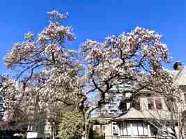 featured image of 1523 Davie St