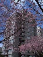 featured image of 2020 Comox St