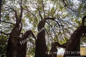 featured image of 10507 Mellow Mdws #72982