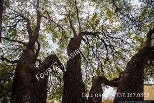 10507 Mellow Mdws #72982 - Photo 1 of 1