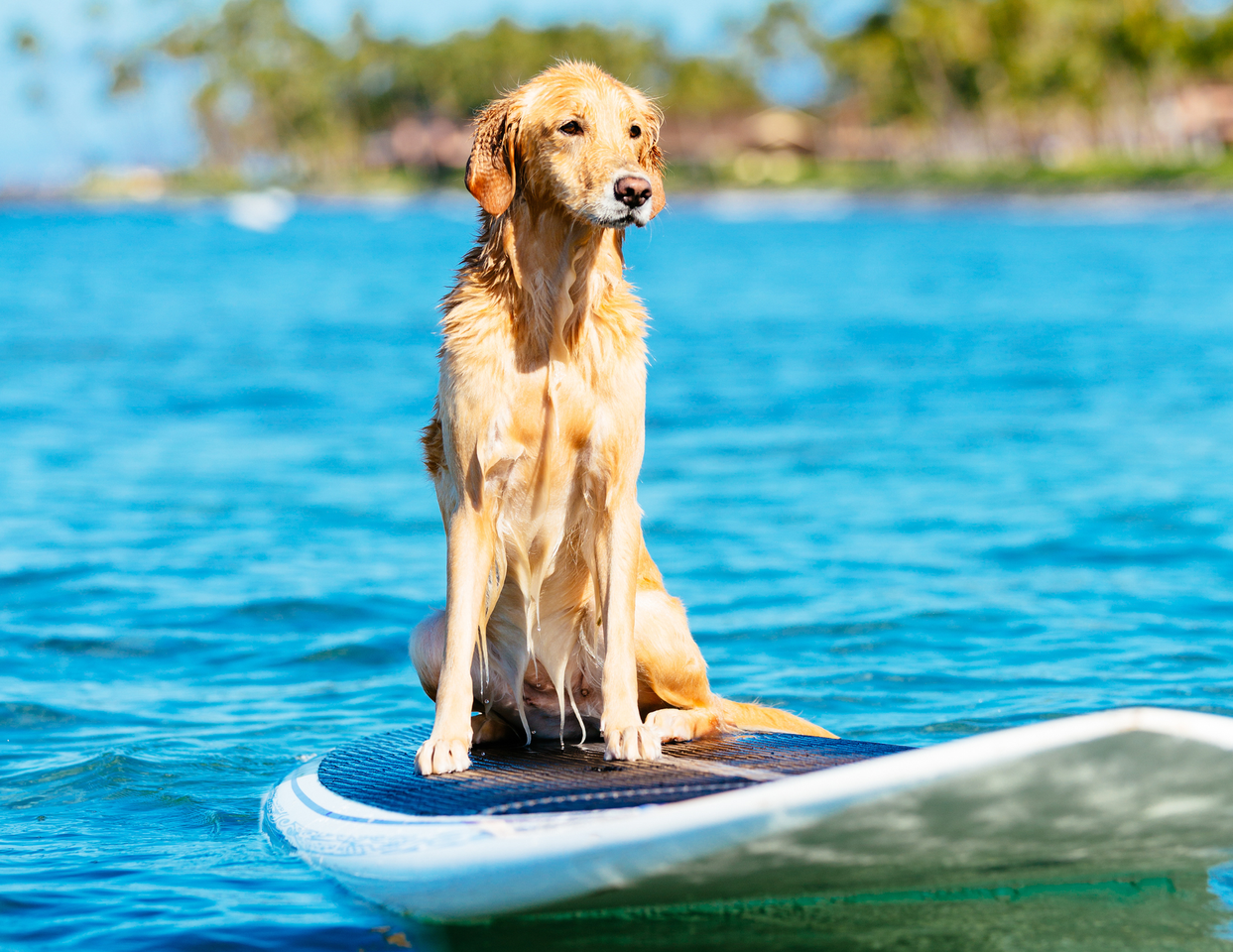 Introducing The Mayer - Photo 5 of 11