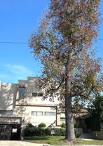 UNDER-CONSTRUCTION  Bright 2 Bed / 2 Bath in the Heart of Studio City • Garage Parking • Walkable Location - Photo 1 of 1