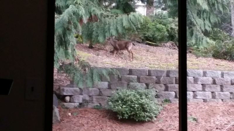 1515 207th Pl Ne - Photo 3 of 8