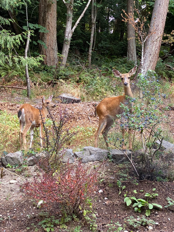 1515 207th Pl Ne - Photo 6 of 8