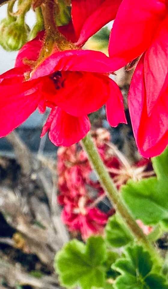 Garden Retreat - Photo 7 of 10