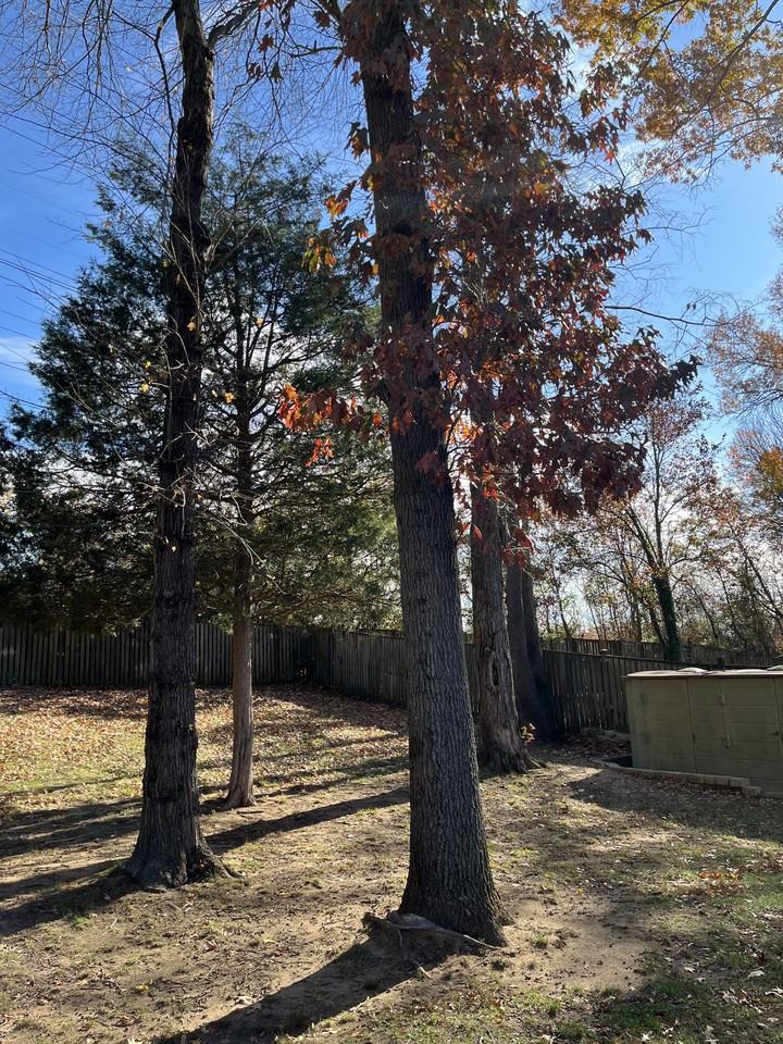 8213 Climbing Fern Ct - Photo 7 of 8
