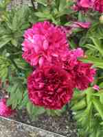 featured image of 4100 Mullan Rd #801