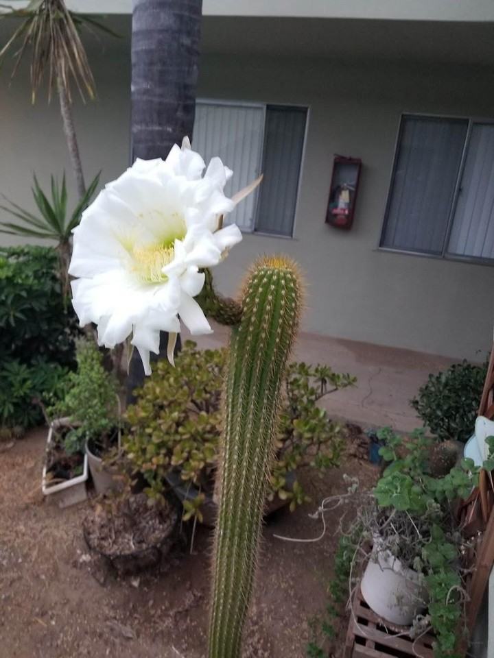 917 E Madison Ave - Photo 5 of 6