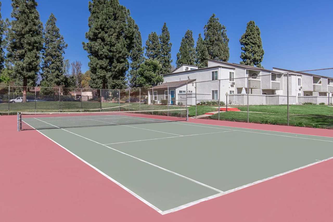 Plum Tree - Photo 5 of 50