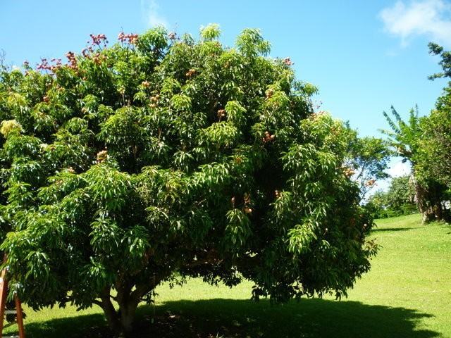 2695 Lia Pl - Photo 6 of 26