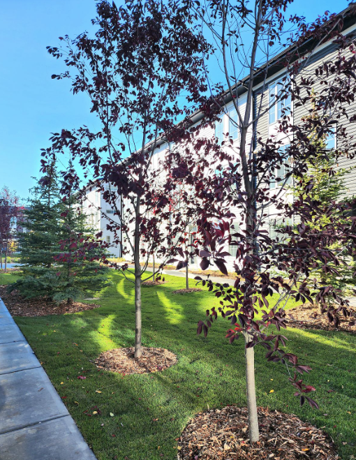 42 Walgrove Common SE - Photo 3 of 31