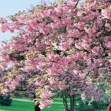 1135 Windsor Mews #204 - Photo 7 of 29