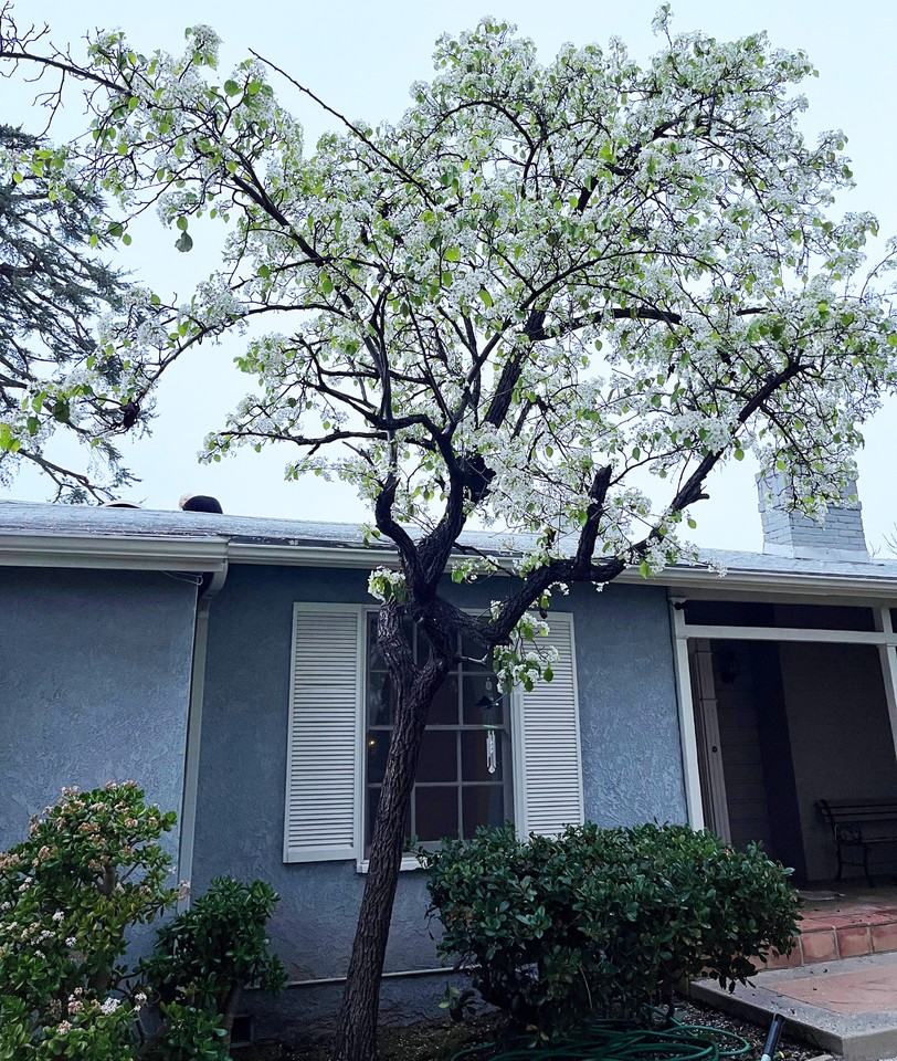 15341 Cohasset St #NA - Photo 4 of 32