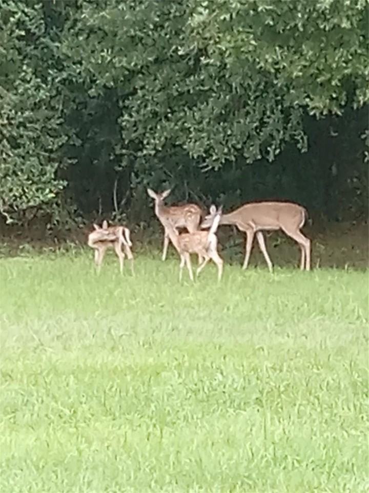 15910 Hartman Rd - Photo 6 of 14