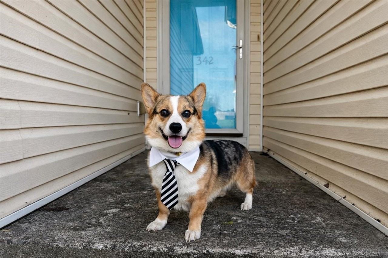 342 Turkey Run Dr - Photo 2 of 21